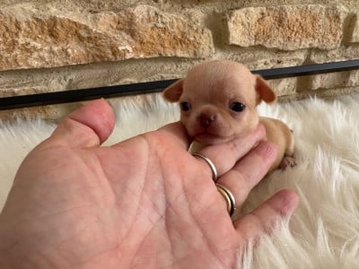 Les chiots de Chihuahua