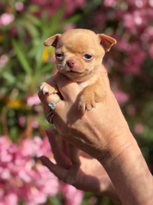 Les chiots de Chihuahua