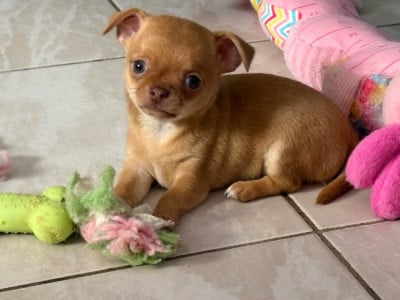 Les chiots de Chihuahua