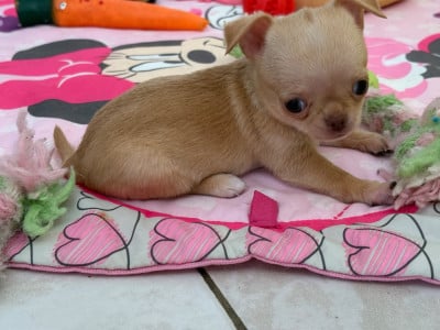 Les chiots de Chihuahua