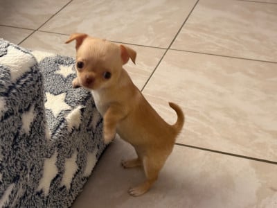 Les chiots de Chihuahua