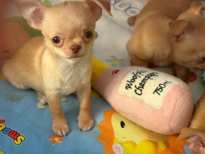 Les chiots de Chihuahua