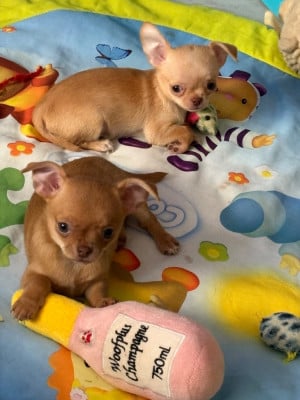 Les chiots de Chihuahua