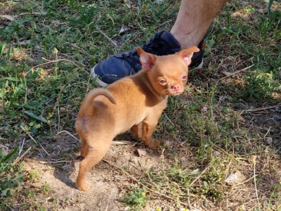 Les chiots de Chihuahua