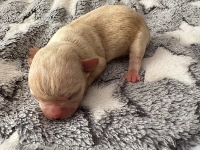 Les chiots de Chihuahua