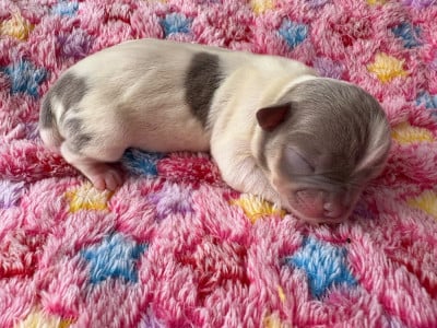 Les chiots de Chihuahua