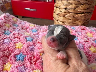 Les chiots de Chihuahua