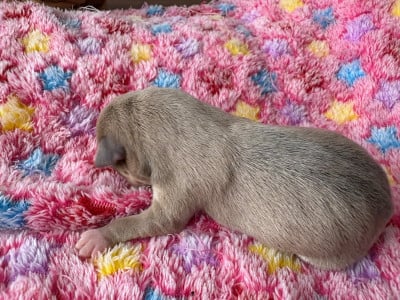 Les chiots de Chihuahua