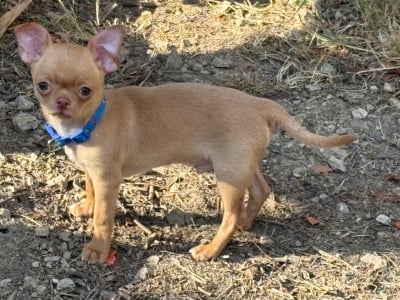 Les chiots de Chihuahua