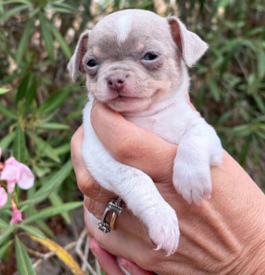 Les chiots de Chihuahua