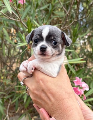 Les chiots de Chihuahua