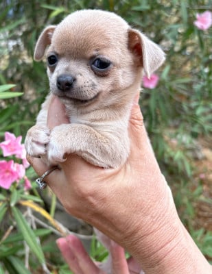 Les chiots de Chihuahua