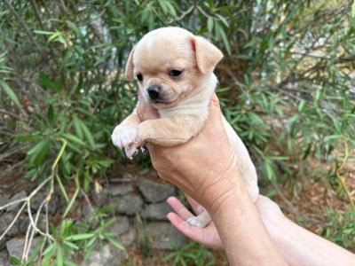Les chiots de Chihuahua