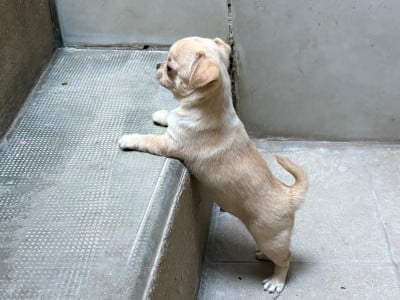 Les chiots de Chihuahua