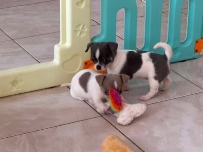 Les chiots de Chihuahua