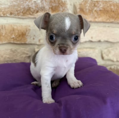 Les chiots de Chihuahua