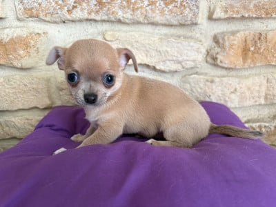 Brenda - Chihuahua
