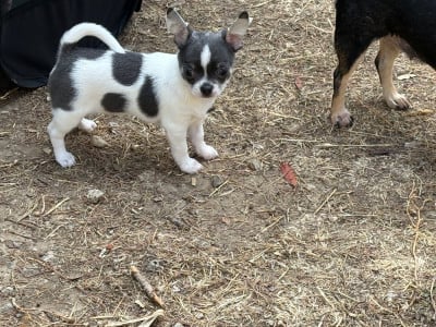 Les chiots de Chihuahua