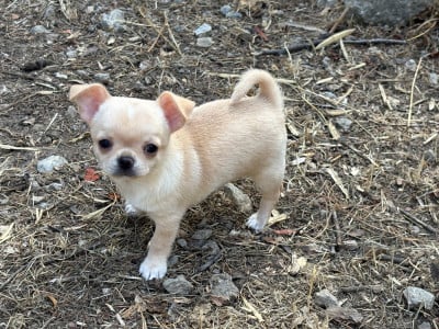 Les chiots de Chihuahua