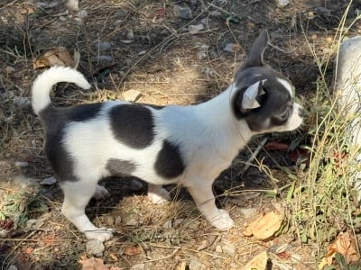 Les chiots de Chihuahua