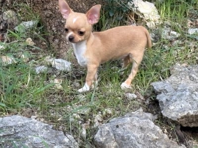 Les chiots de Chihuahua