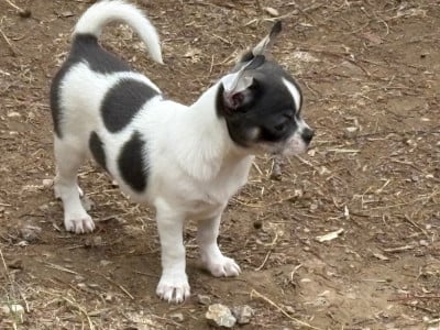 Les chiots de Chihuahua