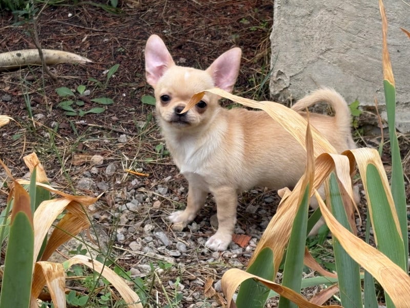 Chihuahua - Des Roses De Lolita