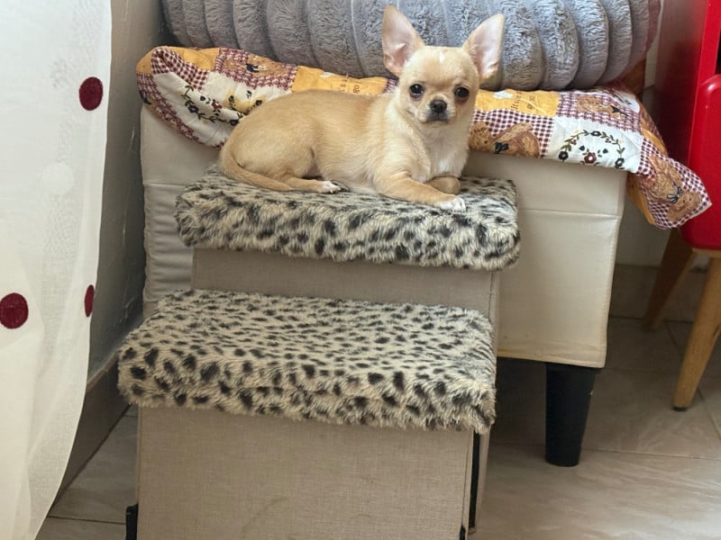 Chihuahua - Des Roses De Lolita