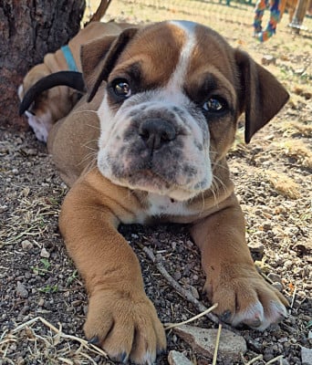 Les chiots de Bulldog continental