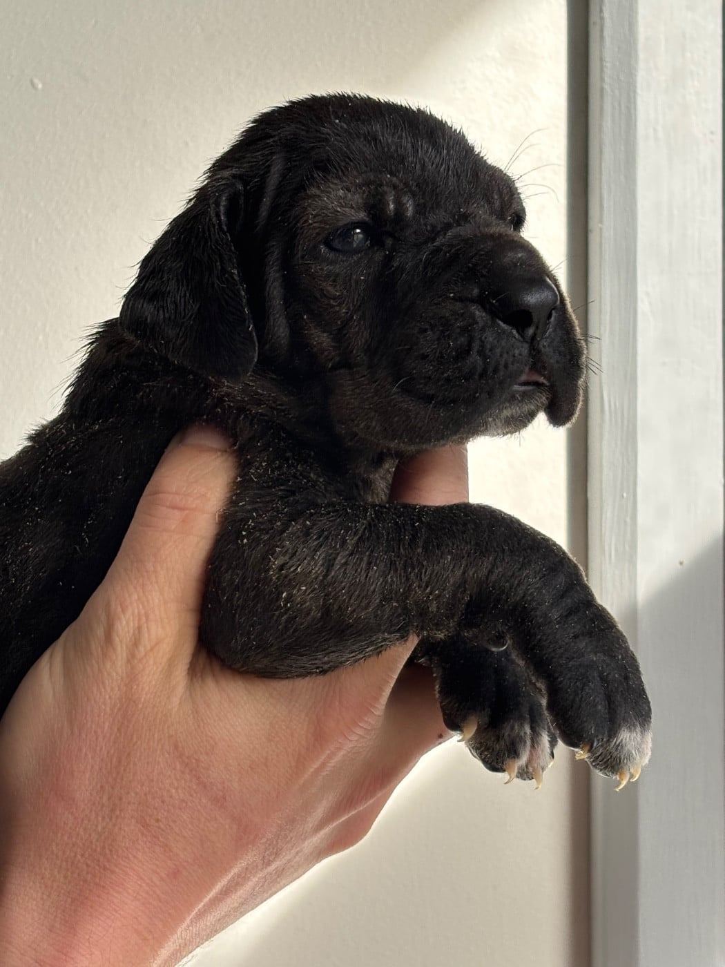 CHIOT 6 - Dogue allemand