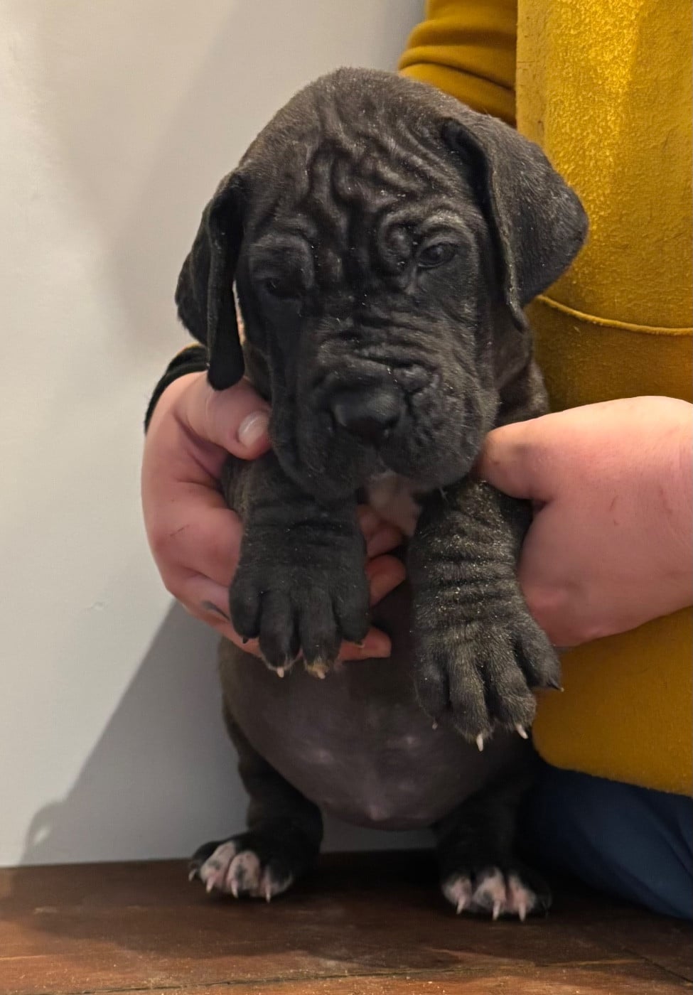 CHIOT 2 - Dogue allemand