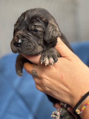 Les chiots de Dogue allemand