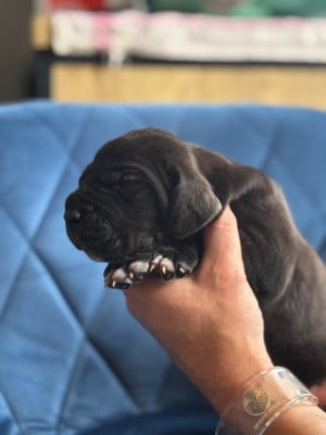 Les chiots de Dogue allemand