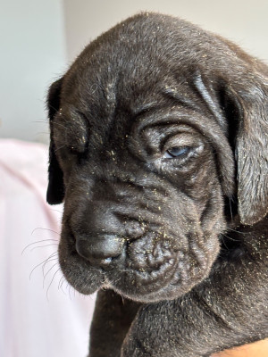 Les chiots de Dogue allemand