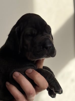 Les chiots de Dogue allemand