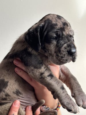 Les chiots de Dogue allemand