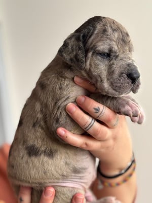 Les chiots de Dogue allemand