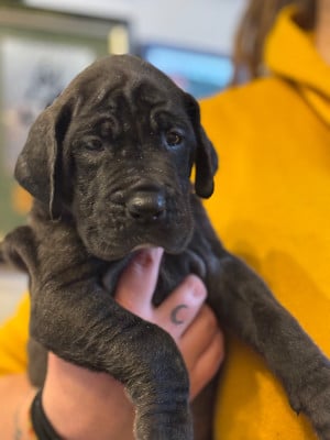 Les chiots de Dogue allemand