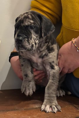 Les chiots de Dogue allemand