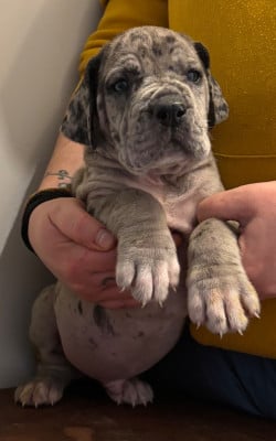 Les chiots de Dogue allemand