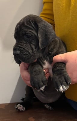 Les chiots de Dogue allemand