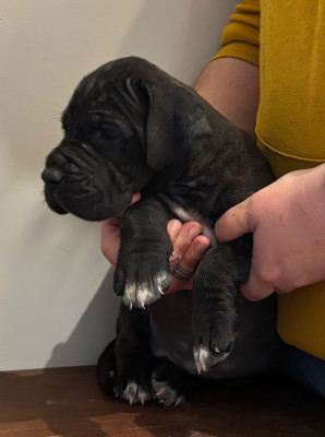 Les chiots de Dogue allemand