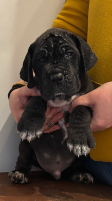 Les chiots de Dogue allemand