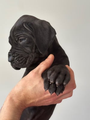 Les chiots de Dogue allemand