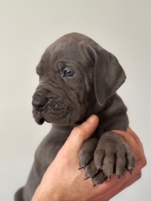 Les chiots de Dogue allemand