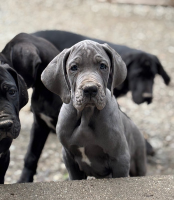 Les chiots de Dogue allemand
