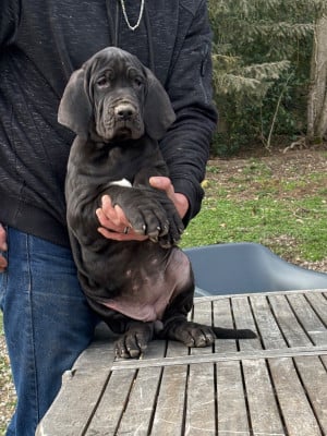 Les chiots de Dogue allemand