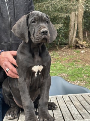 Les chiots de Dogue allemand