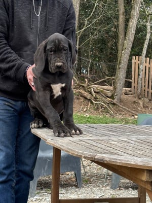Les chiots de Dogue allemand