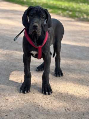 Les chiots de Dogue allemand